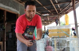 Penangkar Murai, Cucak Rawa & Jalak di Klaten Resah