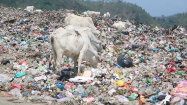 Sapi Pemakan Sampah Jatibarang Dijamin Tak Dijual di Semarang