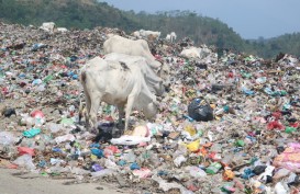 Sapi Pemakan Sampah Jatibarang Dijamin Tak Dijual di Semarang