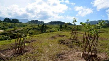 Percepat Laju Tutupan Lahan, Perhutani Tanam 30.000 ha Pohon