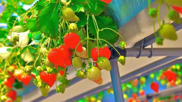 Kebun Stroberi di Sembalun Sepi Pengunjung, Harga Buah Anjlok