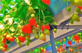 Kebun Stroberi di Sembalun Sepi Pengunjung, Harga Buah Anjlok