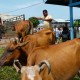 Jelang Iduladha, Harga Daging di DIY Stabil, Harga Sapi Naik