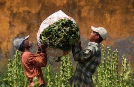 Luas Tanam Susut Kerek Harga Tembakau Probolinggo