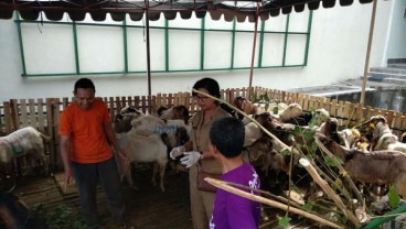 Bali Siapkan 4.000 Sapi dan 8.000 Kambing Untuk Iduladha