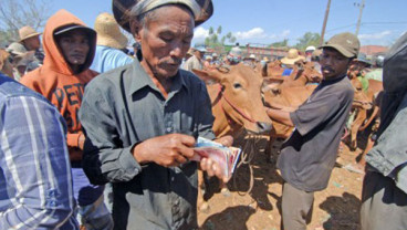 Iduladha, Pemprov Gorontalo Sebar 35 Ekor Sapi