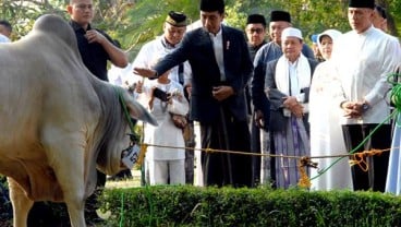 Presiden dan Para Menteri Sumbang Sapi Kurban untuk Korban Gempa Lombok