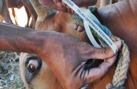 Pertamina MOR IV Bagikan Daging Kurban untuk 2.000 Mustahik