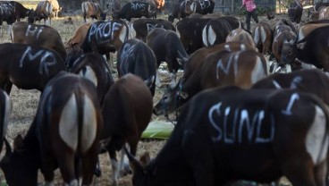 IDULADHA: Jumlah Hewan Kurban di Sumbar Capai 45.630 Ekor