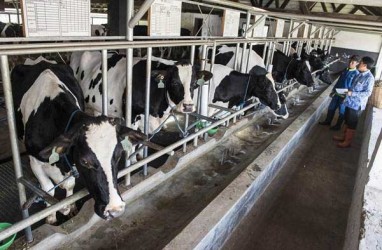 Industri Pengolahan Susu Diminta Tidak Tinggalkan Peternak