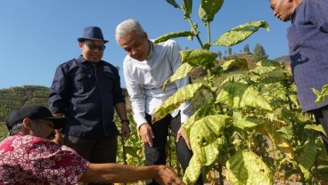 Ganjar Panen Tembakau Isi 'Libur' Menjabat Gubernur