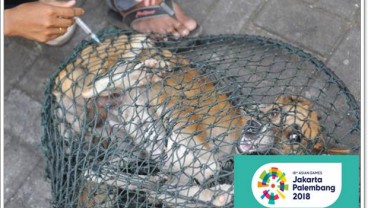 ASIAN GAMES 2018: Hewan Penular Rabies Berkeliaran di GBK dan Wisma Atlet? Sudin KPKP Lakukan Penjaringan