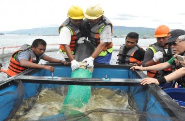 KKP Turunkan Tim Selidiki Kematian Ikan Massal di Danau Toba