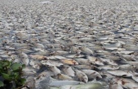 Ratusan Ton Ikan Mati Mengambang di Danau Toba