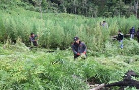 Polres Aceh Besar Menemukan Ladang 15.000 Batang Ganja 