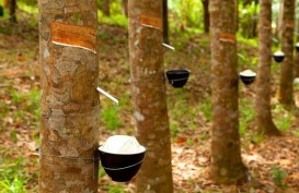 Harga Karet Anjlok, Petani Bengkulu Tebang Pohon untuk Dijual Jadi Kayu Bakar