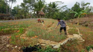 Taman Bunga Amarilis Gunung Kidul Siap Bermekaran