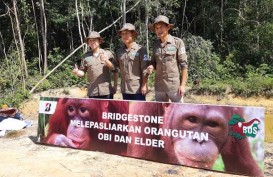 Orang Utan Adopsi PT Bridgestone Tire Indonesia Siap Kembali ke Habitat Aslinya
