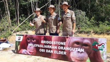 Orang Utan Adopsi PT Bridgestone Tire Indonesia Siap Kembali ke Habitat Aslinya