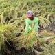 Petani di Seruyan Rindukan Mesin Perontok Padi