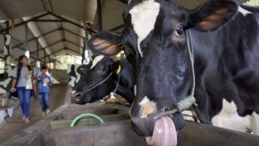 Frisian Flag Memperkuat Kemitraan dengan Peternak Sapi Perah Lokal