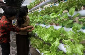 Sayuran Hidroponik Sukasada Tembus Swalayan Hingga Hotel Berbintang