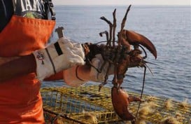 Lindungi Potensi Lobster, Gianyar Terapkan Bubu Lipat Ramah Lingkungan  