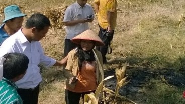 Gandeng PBNU, Kementan Tanam Jagung di Enam Provinsi Ini