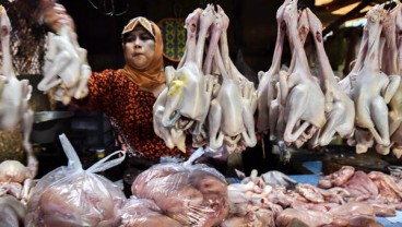 Harga Daging Ayam Kembali Normal di Kota Ini