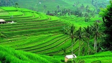 Desa Jatiluwih Populerkan Beras Merah dan Kerajinan Bambu