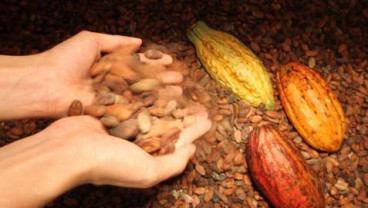 Dolar AS Naik, Petani Kakao Jembrana Untung