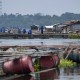 PERIKANAN BUDIDAYA : Model CBF Ditanggapi Dingin