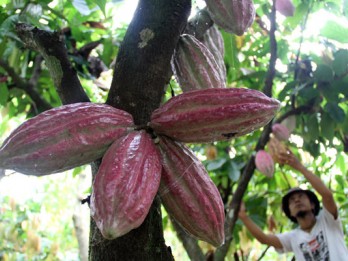 PELEMAHAN RUPIAH : Petani Kakao Untung