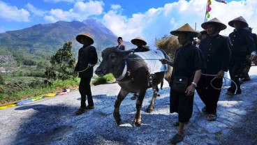 Kirab Kerbau Suro Merbabu Merapi