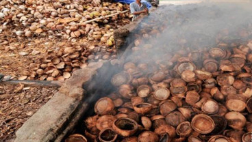 Petani Kelapa Sulut Dukung Rencana Ekspor Buah Kelapa
