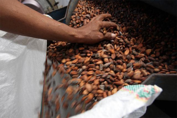 Eksportir Kakao Pantai Gading yang Berizin Tak Sampai 25%