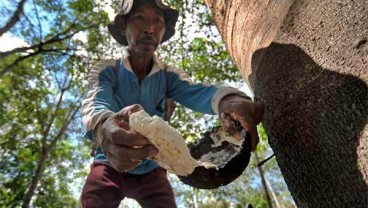 Topan Ancam Produksi, Harga Karet Tambah Naik