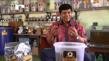 KOPI GESING: Petani Kopi Temanggung Terkendala Alat