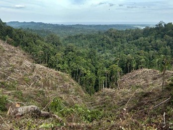 Kementerian Perlu Berpadu Realisasikan DAU Berbasis Luas Tutupan Hutan