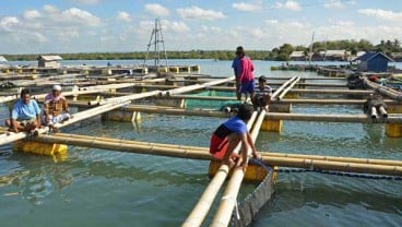 Nelayan Gili Ketapang Mulai Budi Daya Kerapu Keramba