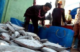 Lelang Ikan di TPI Pekalongan Mencapai Rp1 Miliar/Hari