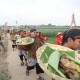 PANEN RAYA, Kirab Seribu Ingkung Ayam dan Gelar Budaya di Kendengsidialit