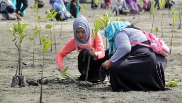 Kemenko Maritim Canangkan Percepatan Rehabilitasi Mangrove