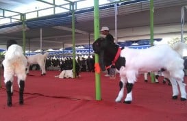 Adu 'Cantik' Kambing Kaligesing Bernilai Puluhan Juta