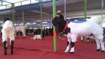 Adu 'Cantik' Kambing Kaligesing Bernilai Puluhan Juta