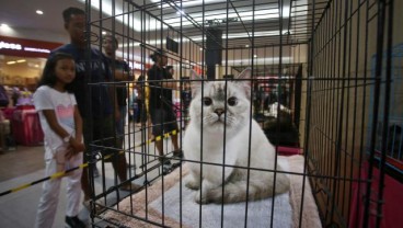 CERITA KHAS Menimbang & Menilai Kucing Sejahtera