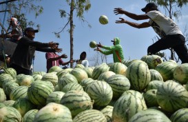Pemkot Padang Kembangkan Wisata Agro di Pasar Raya