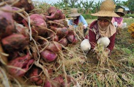 Petani di Bangka Selatan Dibantu 25 Ton Bibit Bawang Merah