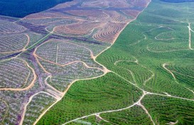 Riau Rekomendasikan Replanting 15.000 Ha Kebun Sawit