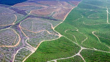 Riau Rekomendasikan Replanting 15.000 Ha Kebun Sawit